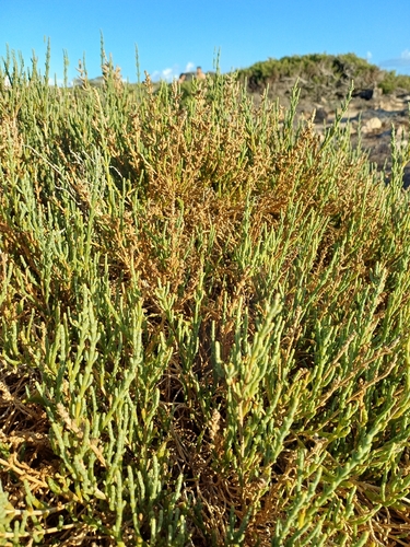 Glaucous Glasswort