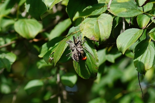 North American Wheel Bug