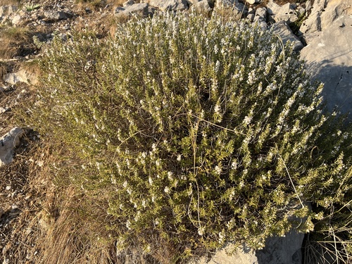 Satureja montana, photograph 5