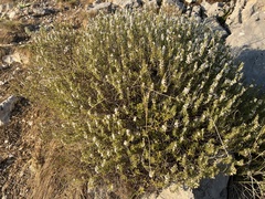 Satureja montana, photograph author not stated, no rights reserved