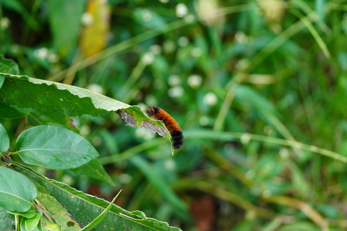 Isabella Tiger Moth