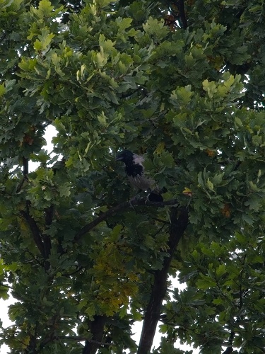 Hooded Crow
