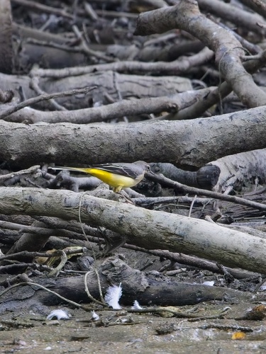 Grey Wagtail