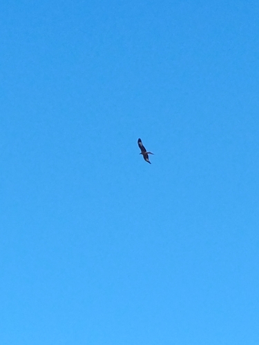 Red Kite