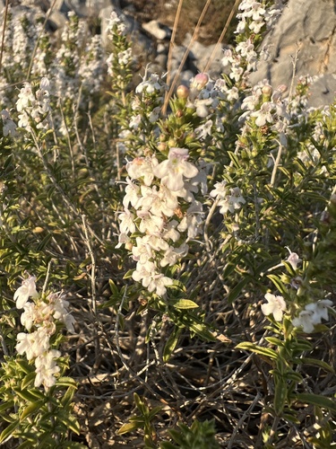 Satureja montana, photograph 6