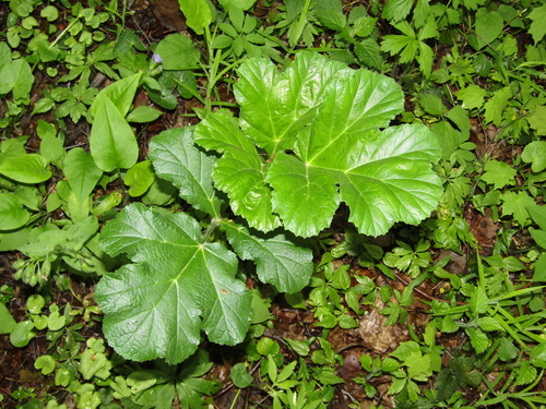 Heracleum sosnowskyi, photograph 2