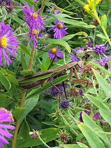 Chinese Mantis