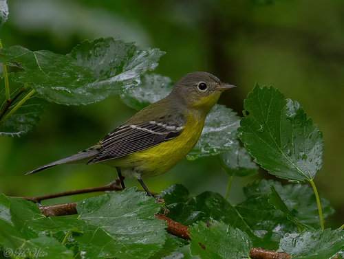 Magnolia Warbler