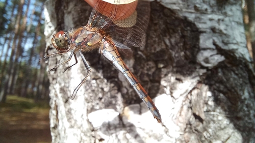 Common Darter