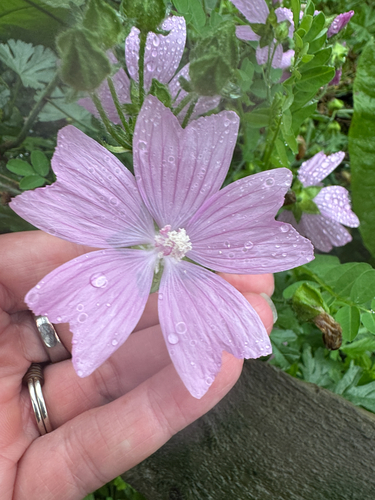 musk mallow