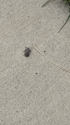 Spotted Lanternfly