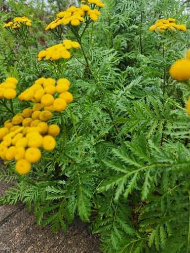 tansy