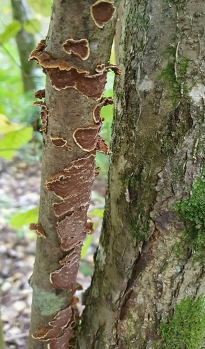 willow glue