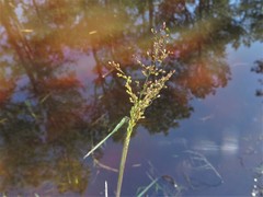 Dichanthelium spretum