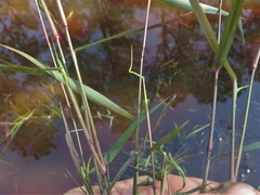 Dichanthelium spretum