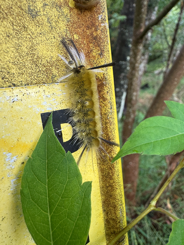 Banded Tussock Moth