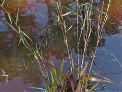 Dichanthelium spretum