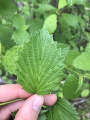 Viburnum alabamense