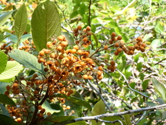 Davilla kunthii