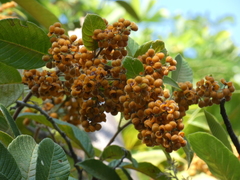 Davilla kunthii