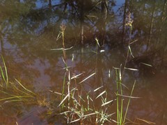 Dichanthelium spretum