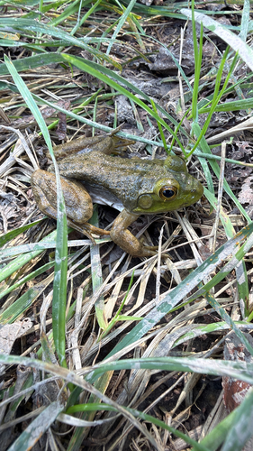 American Bullfrog