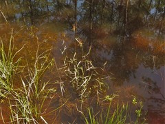 Dichanthelium spretum