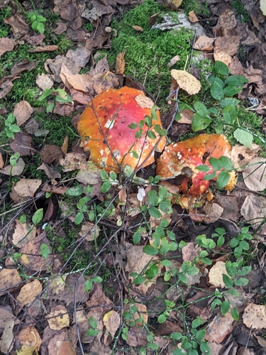 Fly Agaric