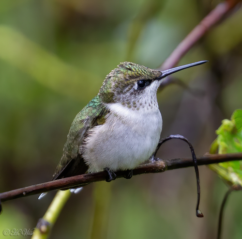 Ruby-throated Hummingbird