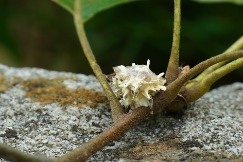 Moth Urchin Fungus