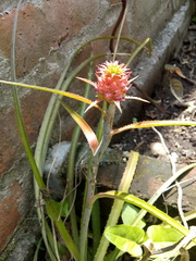 Ananas comosus microstachys