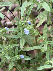Salvia reflexa, photograph (c) Bob, some rights reserved (CC BY)