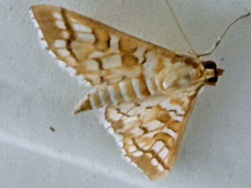 Orange Epipagis Moth