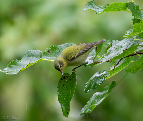 Tennessee Warbler