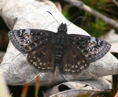 Erynnis lucilius