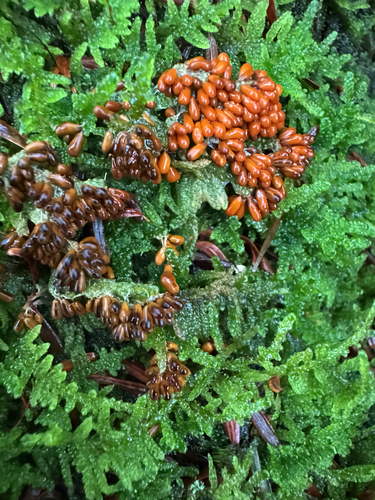 insect-egg slime