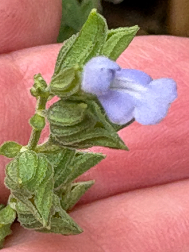Salvia reflexa