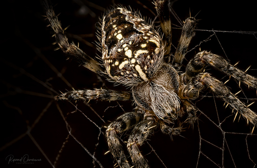 Cross Orbweaver