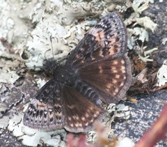 Erynnis lucilius