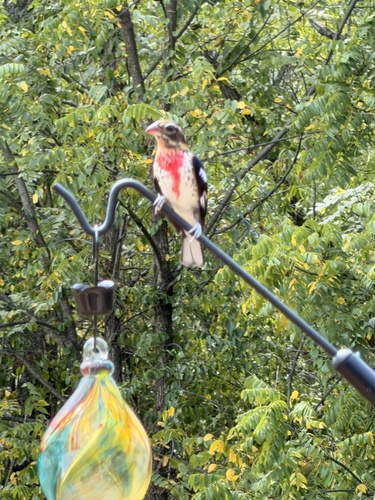 Rose-breasted Grosbeak