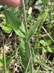 Penstemon brevisepalus