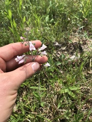 Penstemon brevisepalus