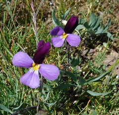 Viola trinervata