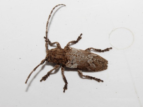 Niphona picticornis