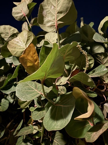 sea grape