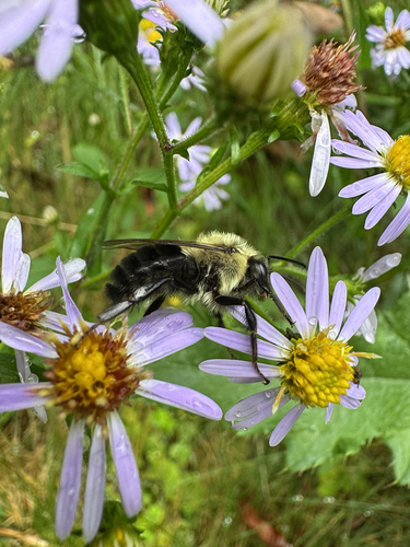 Common Eastern Bumble Bee