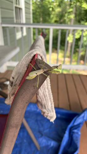 Carolina Mantis
