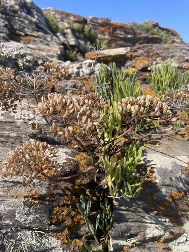 rock samphire
