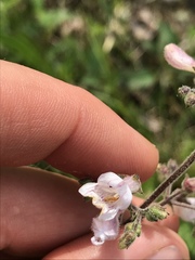 Penstemon brevisepalus