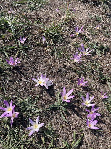 False Meadow Saffron